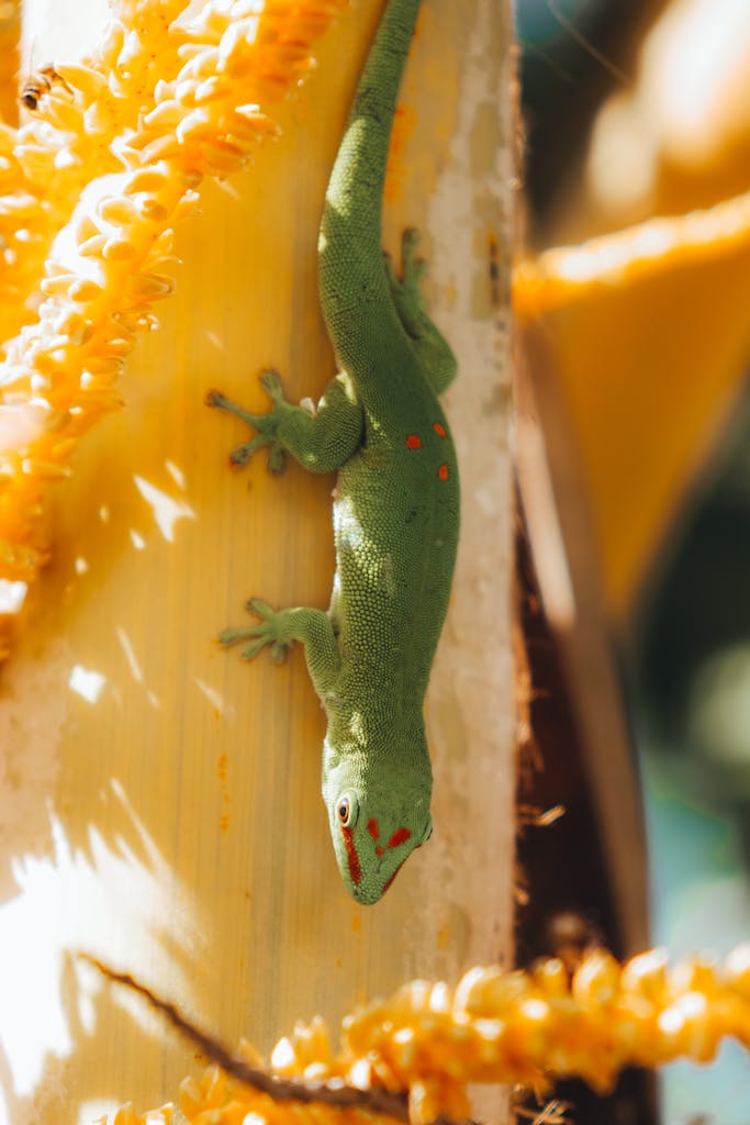 Gecko